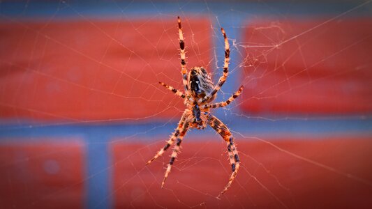 Close up arachnid nature photo