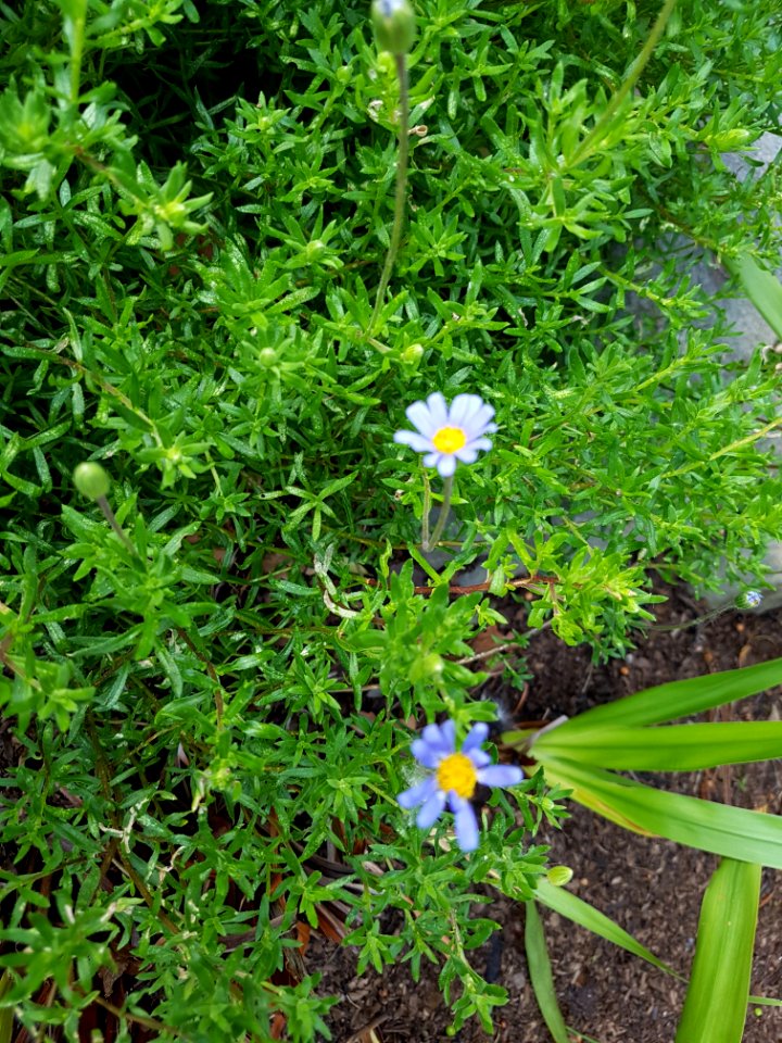 Flowers at Kirstenbosch botanical garden, Cape Town 15