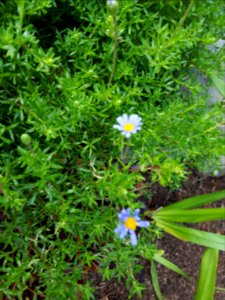 Flowers at Kirstenbosch botanical garden, Cape Town 15