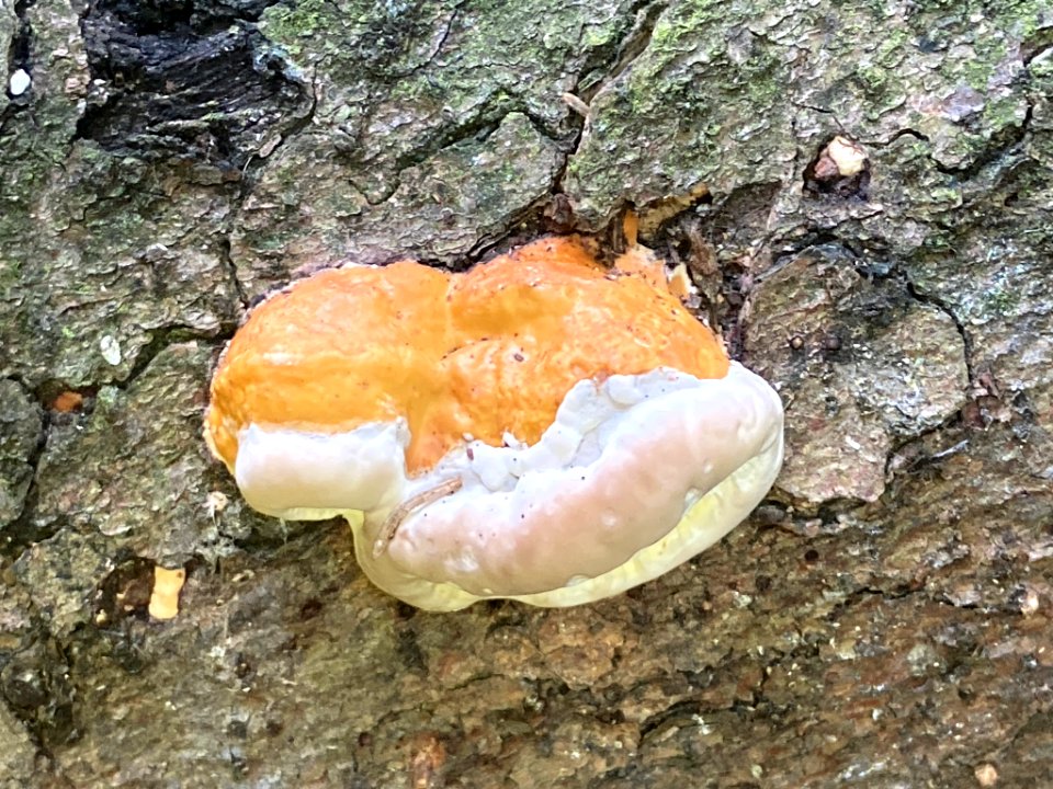 Fomitopsis pinicola 94768790