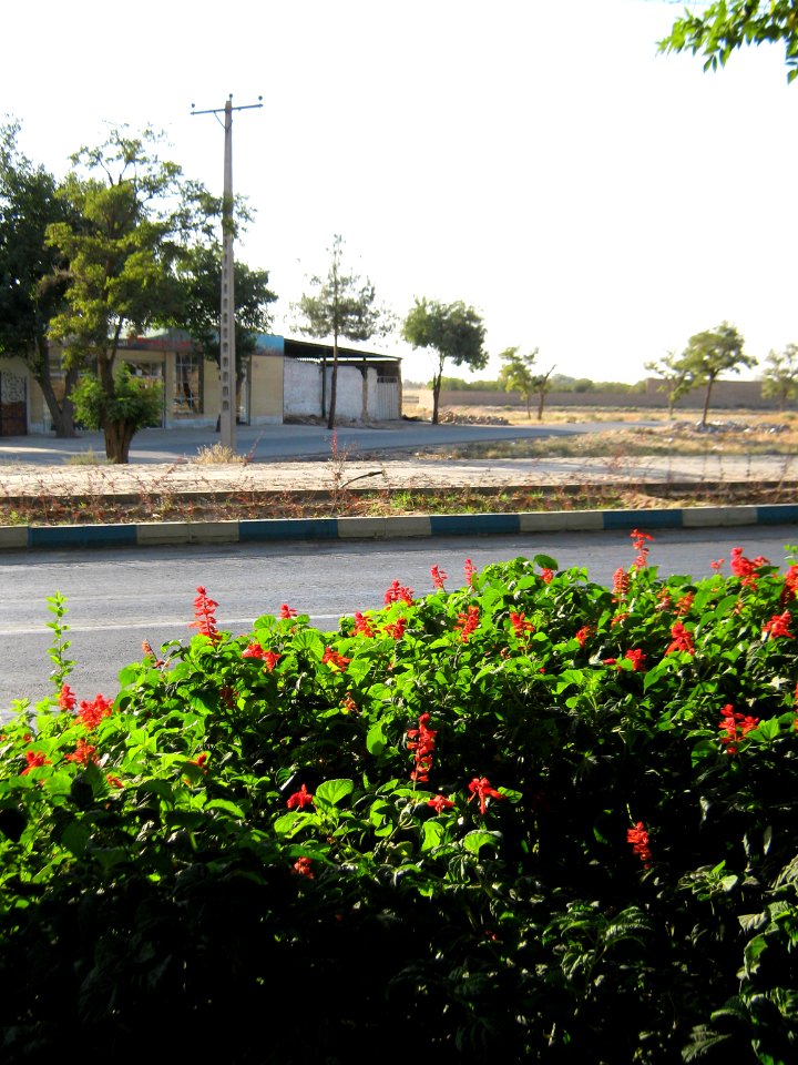 Flowers of Barier - Khayyam boulevard - Nishapur 01