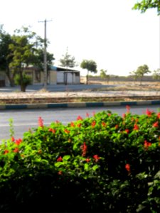 Flowers of Barier - Khayyam boulevard - Nishapur 01