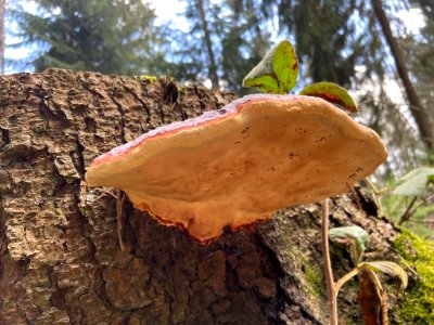 Fomitopsis pinicola 122941507 photo