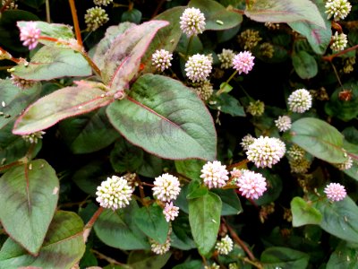 Flowers in Tokyo photo