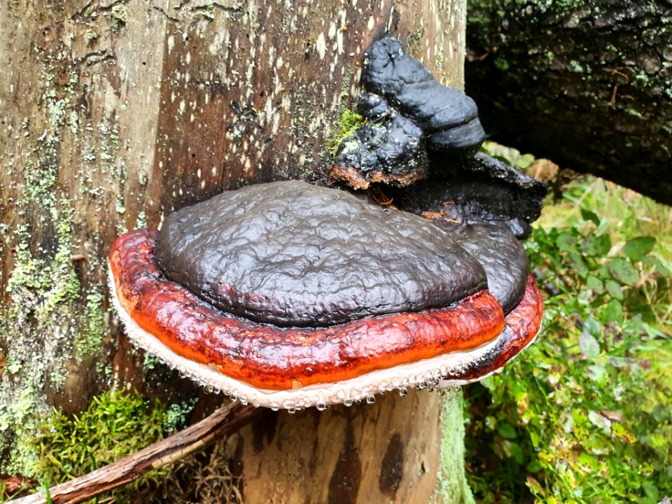 Fomitopsis pinicola 93235758