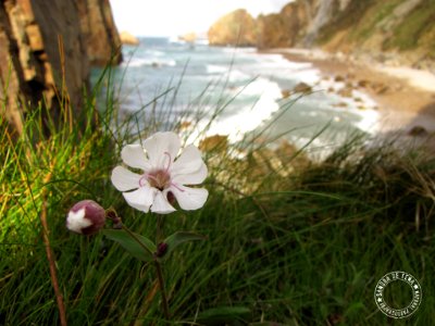 Flowers In The Paradise (181532899)