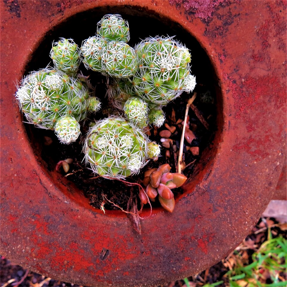 Potted green red