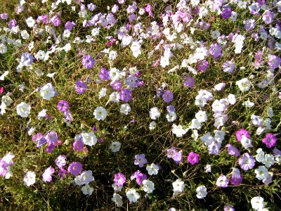 Flowers - near baghrud sq - Nishapur 2