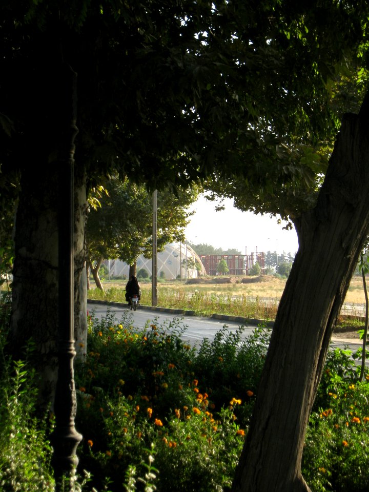 Flowers of Barier - Khayyam boulevard - Nishapur 19