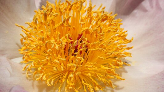 Center plant color