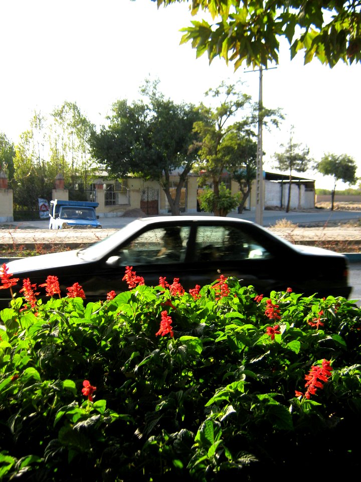 Flowers of Barier - Khayyam boulevard - Nishapur 11