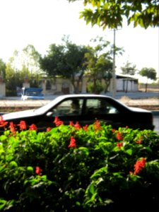 Flowers of Barier - Khayyam boulevard - Nishapur 11