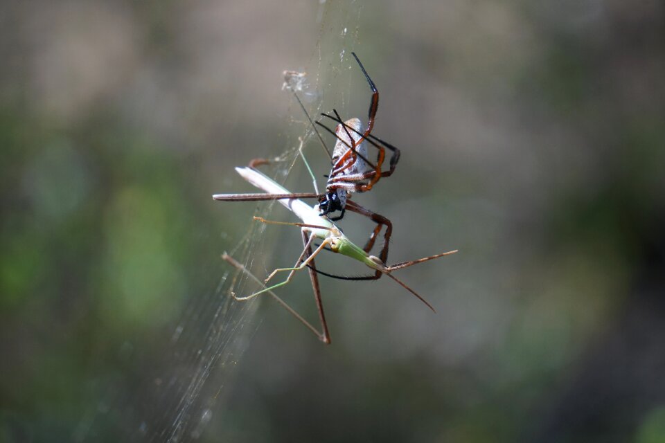 Arachnid nephila orb-weaver