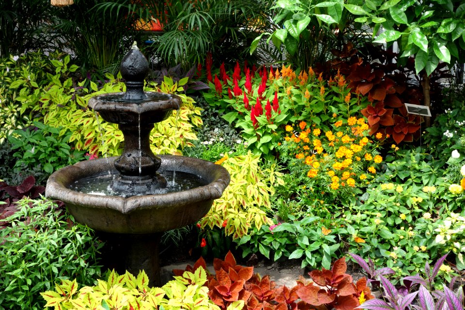 Flower display - Krohn Conservatory - DSC03594