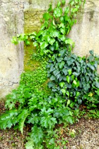 Foliage - Orto botanico - Rome, Italy - DSC00174
