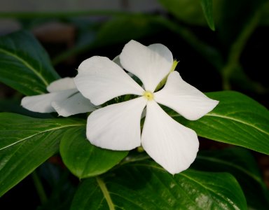 Flower in Kew Gardens 1