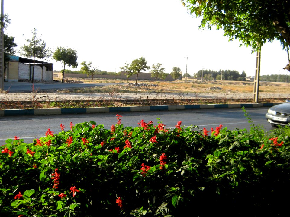 Flowers of Barier - Khayyam boulevard - Nishapur 04