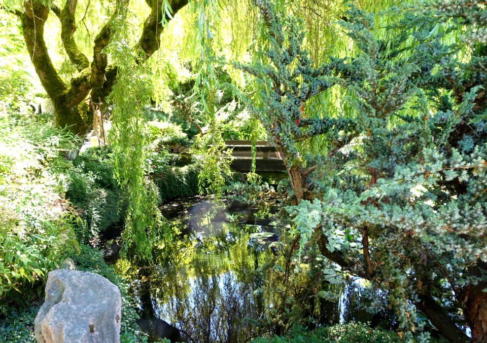 Foliage - Dr. Sun Yat-Sen Park - Vancouver, Canada - DSC09847