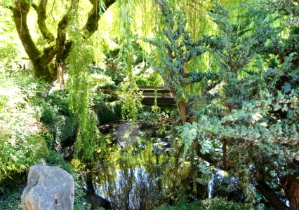 Foliage - Dr. Sun Yat-Sen Park - Vancouver, Canada - DSC09847