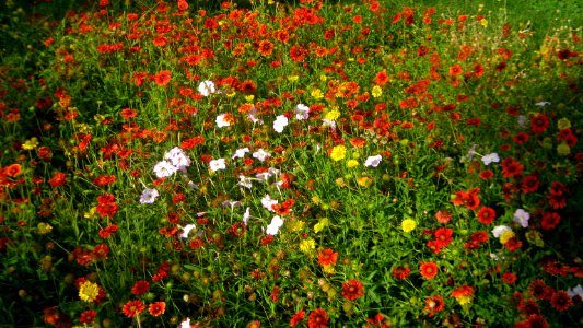 Flowers in Nishapur Railway station Square 5