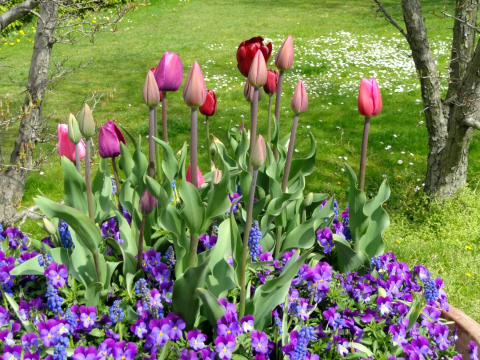 Flowers in Langelinie, Copenhagen - DSC07221