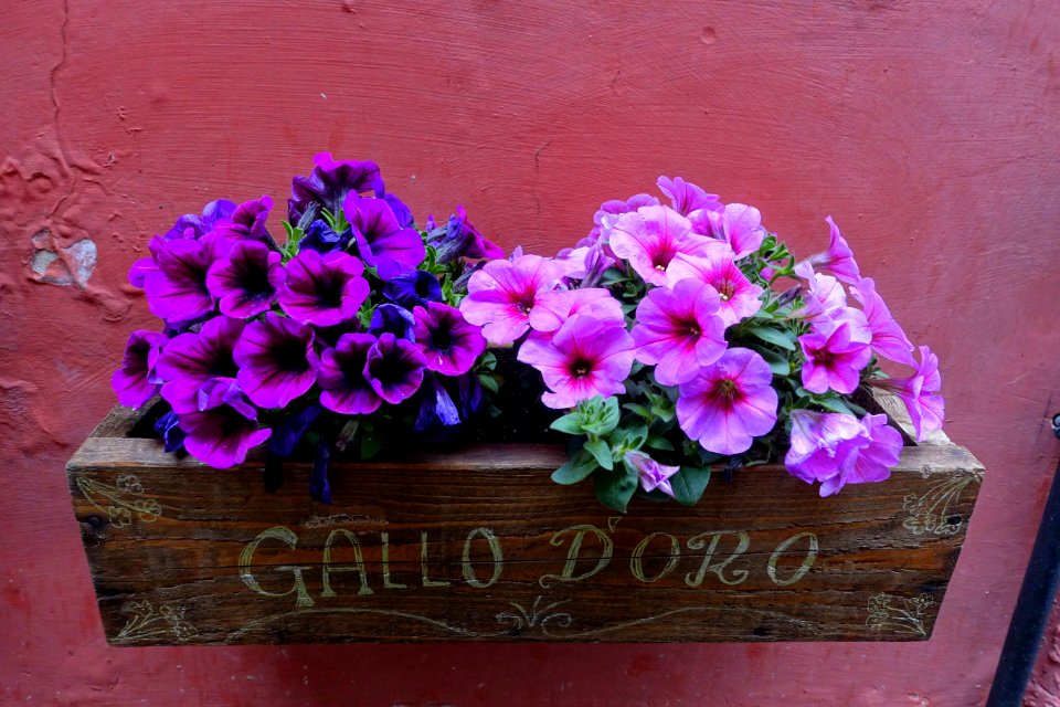 Flowers - Tivoli, Italy - DSC03825