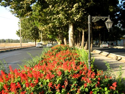 Flowers of Barier - Khayyam boulevard - Nishapur 18