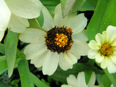 Flowers gg2