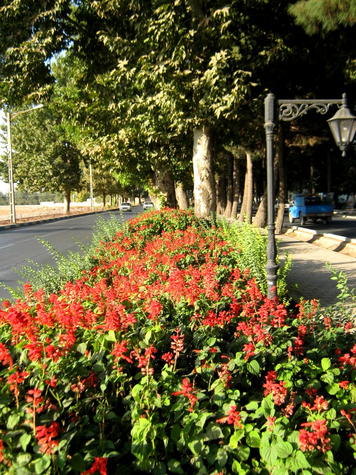 Flowers of Barier - Khayyam boulevard - Nishapur 17