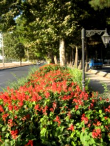 Flowers of Barier - Khayyam boulevard - Nishapur 17