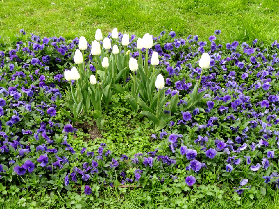 Flowers in Sankt Annæ Plads - Copenhagen - DSC07785