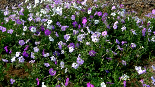 Flowers in Nishapur Railway station Square 4