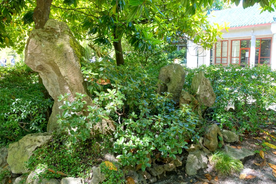 Foliage and stone - Dr. Sun Yat-Sen Park - Vancouver, Canada - DSC09968