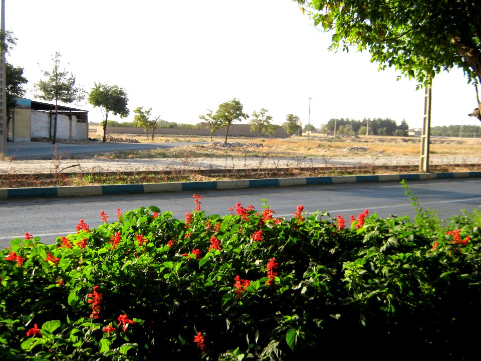 Flowers of Barier - Khayyam boulevard - Nishapur 03
