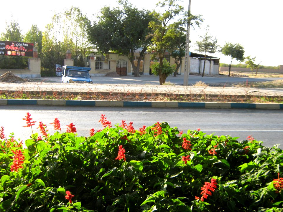 Flowers of Barier - Khayyam boulevard - Nishapur 09