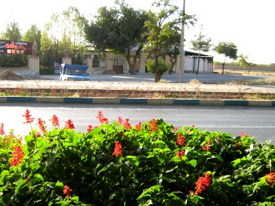 Flowers of Barier - Khayyam boulevard - Nishapur 09