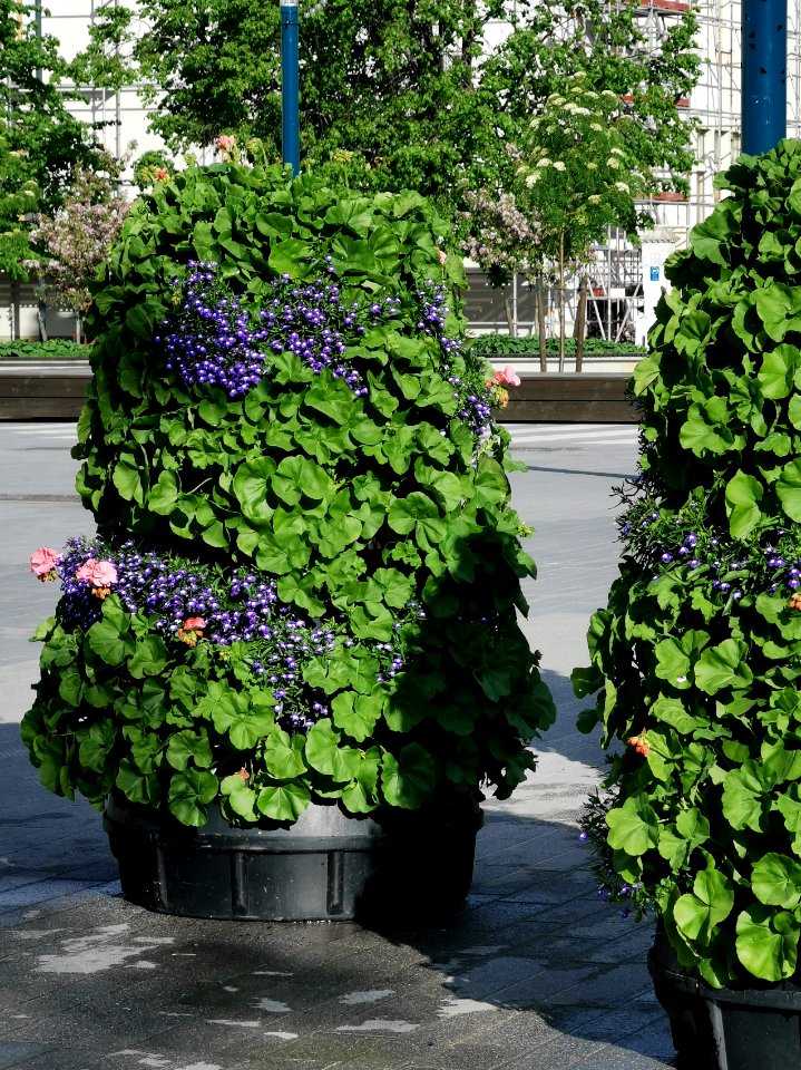 Flowers Mannerheim Park Oulu 20210608