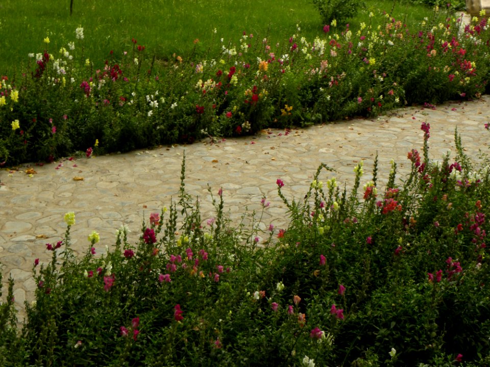 Flowers in Amin Islami Park (5)