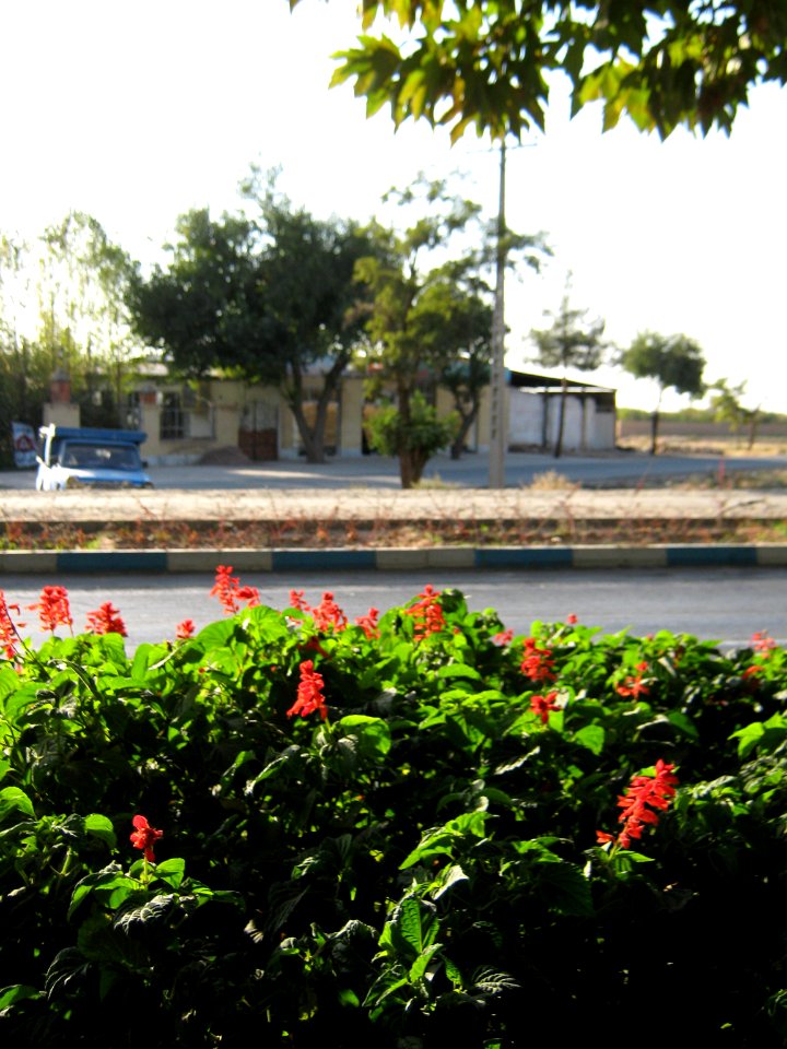 Flowers of Barier - Khayyam boulevard - Nishapur 13