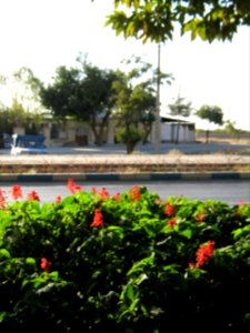 Flowers of Barier - Khayyam boulevard - Nishapur 13