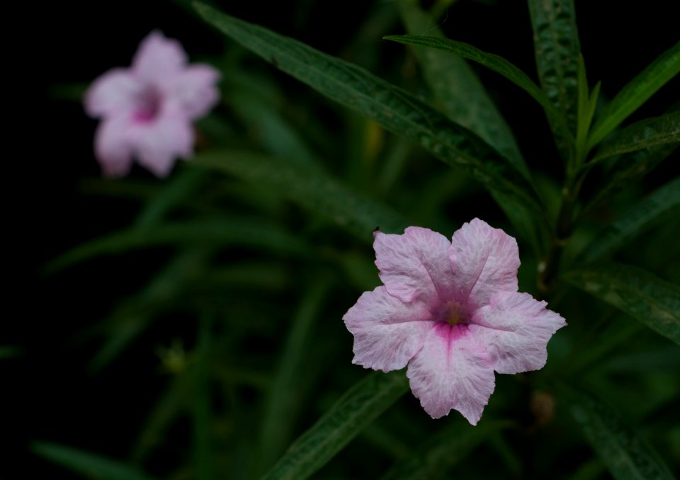 Flowers in the house of the late Gabriel Bracho Painter at ports of Altagracia