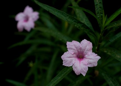 Flowers in the house of the late Gabriel Bracho Painter at ports of Altagracia
