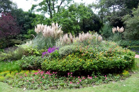 Flowers and grasses - Chengdu Botanical Garden - Chengdu, China - DSC03691