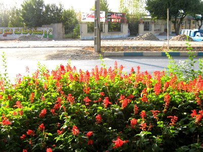 Flowers of Barier - Khayyam boulevard - Nishapur 14