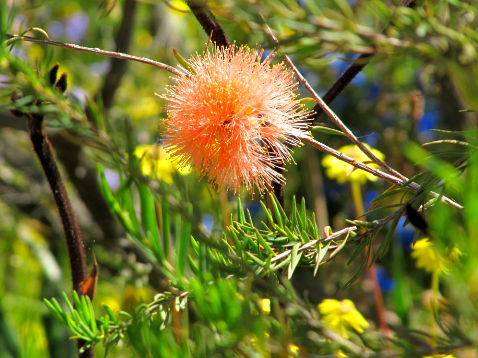 Flower in the Botanic Garden Perth