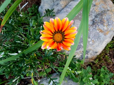 Flowers at Kirstenbosch botanical garden, Cape Town 03