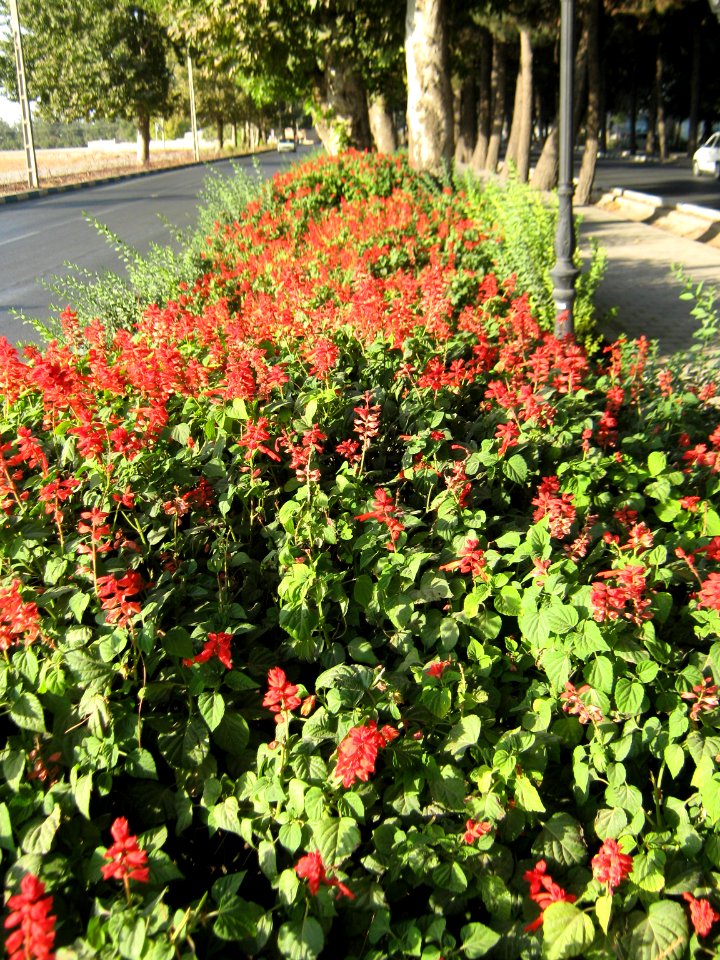 Flowers of Barier - Khayyam boulevard - Nishapur 16