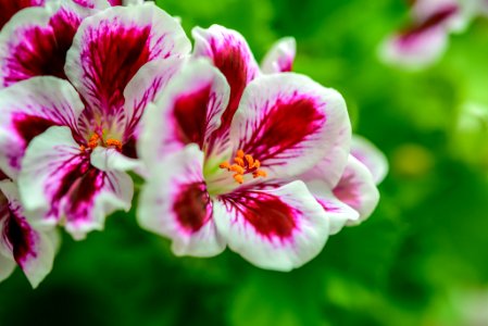Flower And Green (218968069)