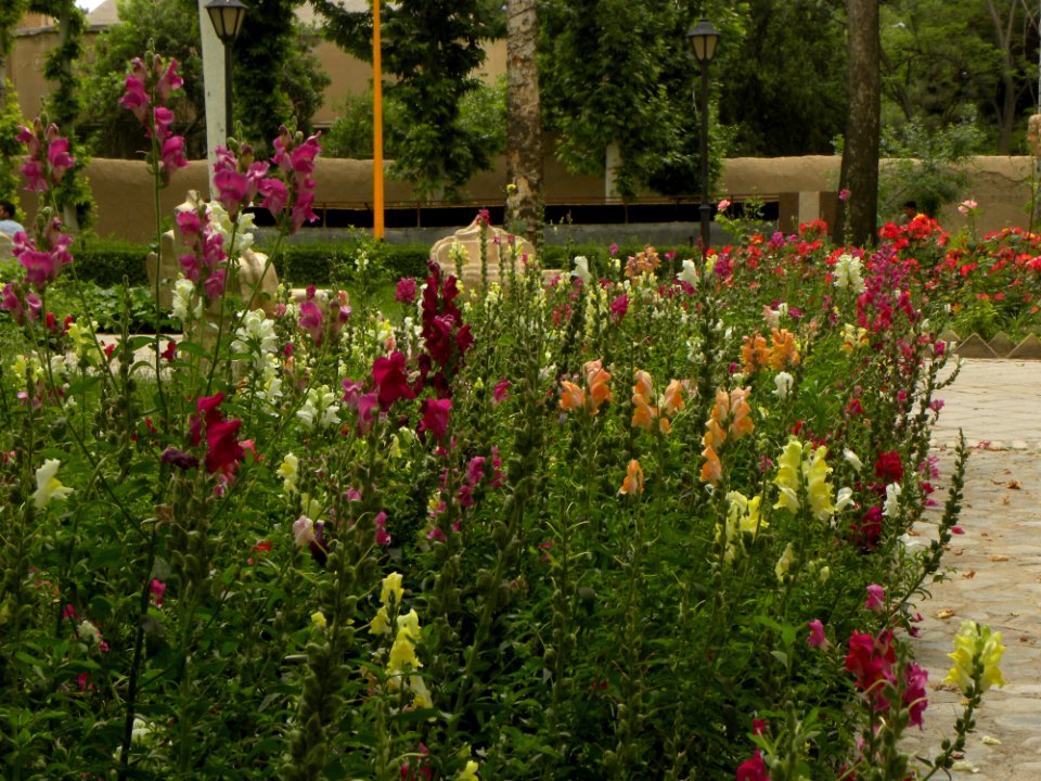 Flowers in Amin Islami Park (8)