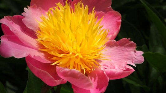 Pink flower blossom bright photo